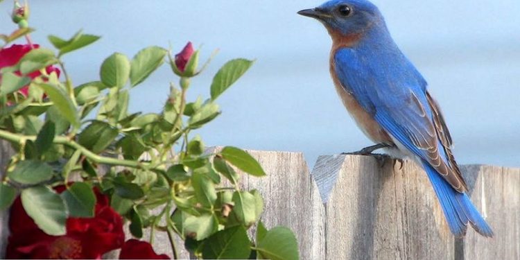 Comment attirer les merles ?