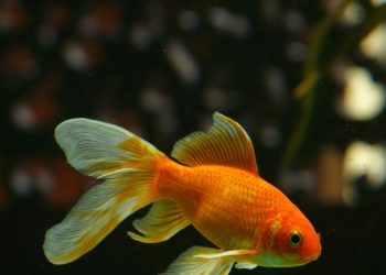 Comment s'occuper d'un poisson néon ?