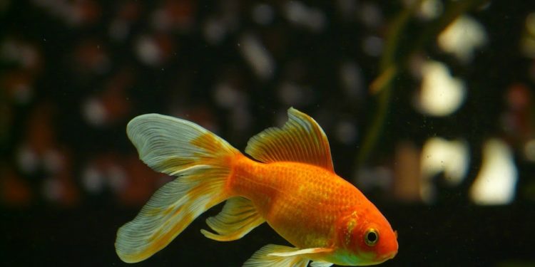 Comment s'occuper d'un poisson néon ?