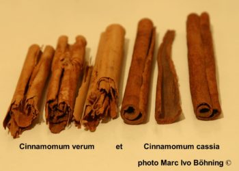 Quand boire la cannelle ?