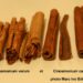 Quand boire la cannelle ?