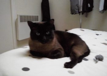 Pourquoi mon chat siamois change de couleur ?