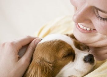 Comment laisser un Husky seul ?