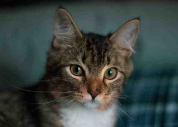 Est-ce que le Samoyède peut vivre en appartement ?