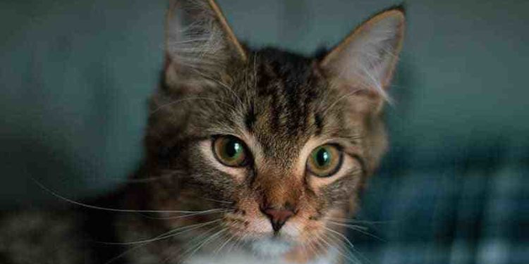 Est-ce que le Samoyède peut vivre en appartement ?