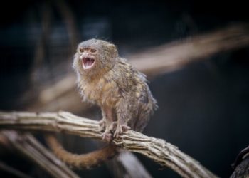 Comment avoir un ouistiti en France ?