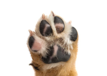 Comment soigner un coussinet de chien gonflé ?