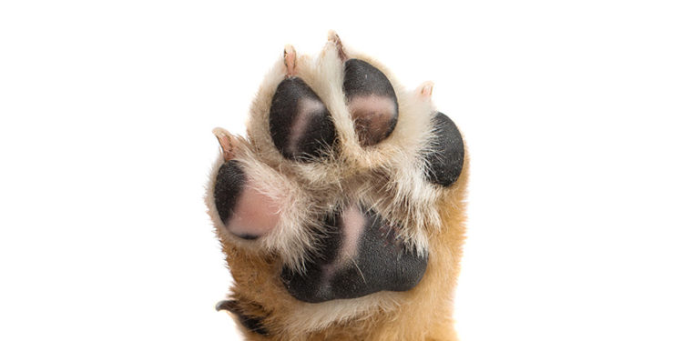 Comment soigner un coussinet de chien gonflé ?