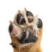 Comment soigner un coussinet de chien gonflé ?