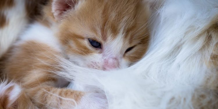 Où avoir un chaton gratuit ?