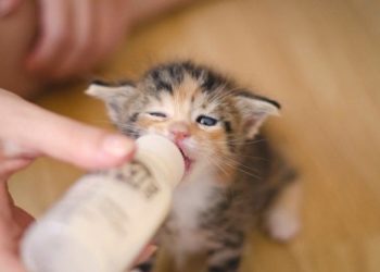 Comment se développe un chaton ?
