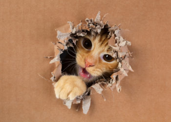 Pourquoi mon chaton fait des bêtises ?