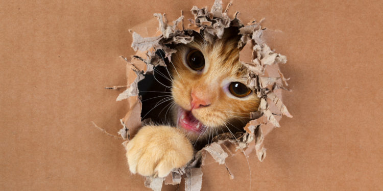 Pourquoi mon chaton fait des bêtises ?