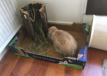 Comment faire pour que mon lapin dort la nuit ?