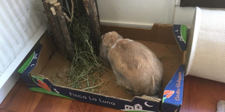 Comment faire pour que mon lapin dort la nuit ?