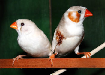 Quel oiseau avec des mandarins ?