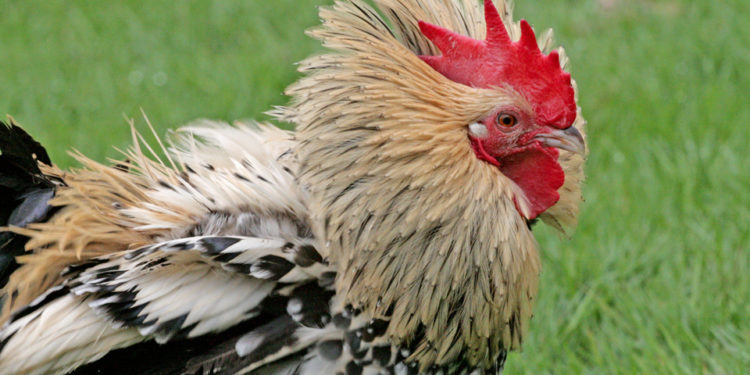 Pourquoi les poules attaquent les poussins ?