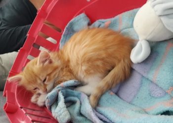 Quel âge doit avoir un coq pour le manger ?