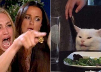 Comment a été créé le chat Sphynx ?