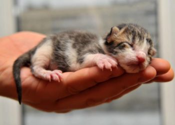 Comment s'occuper d'un chat Sphynx ?