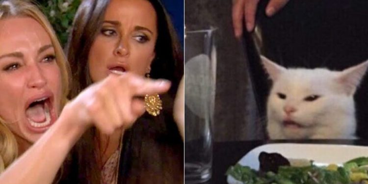 Comment a été créé le chat Sphynx ?