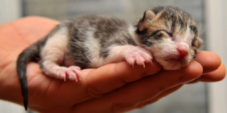 Comment s'occuper d'un chat Sphynx ?