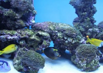 Est-ce que les lézards boivent ?