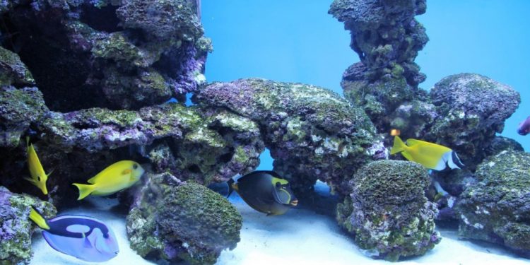 Est-ce que les lézards boivent ?