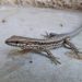Comment apprivoiser un lézard de muraille ?