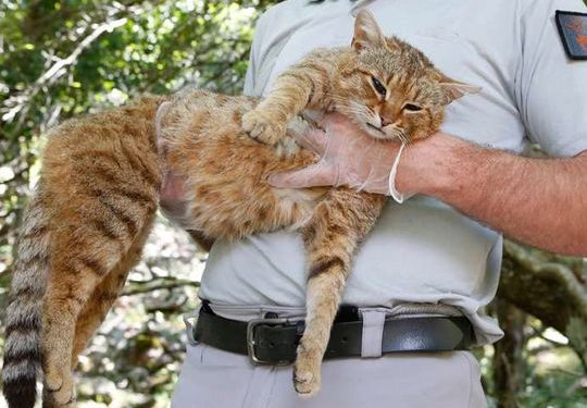 Quel est l'ancêtre du renard ?