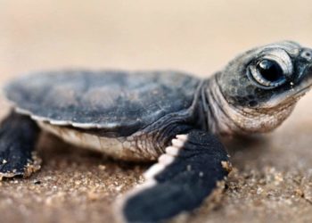Comment nourrir bébé tortue d'eau ?