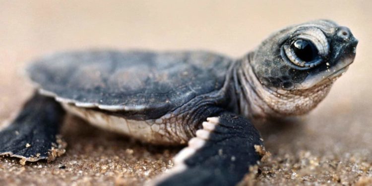Comment nourrir bébé tortue d'eau ?