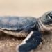Comment nourrir bébé tortue d'eau ?