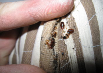 Comment se débarrasser de puces ?