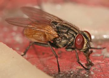 Comment se débarrasser des mouche charbonneuse ?