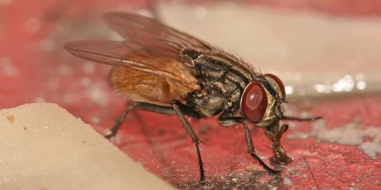 Comment se débarrasser des mouche charbonneuse ?