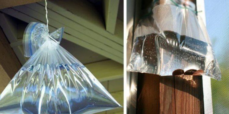 Comment faire fuir les mouches à l'extérieur ?