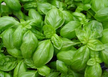 Quelle plante pour repousser les mouches ?