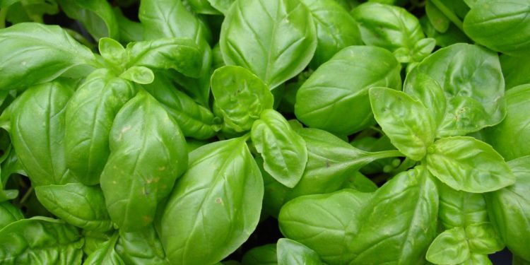 Quelle plante pour repousser les mouches ?