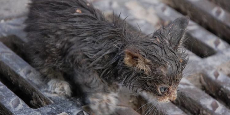 Comment reagit un chat abandonné ?