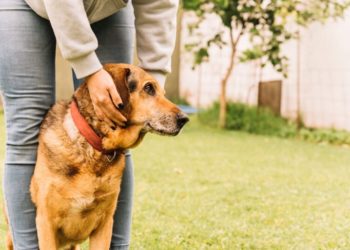 Comment calmer les démangeaisons de mon chien ?