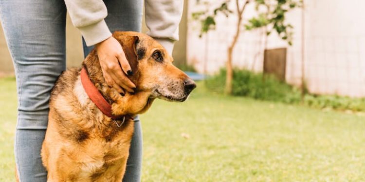 Comment calmer les démangeaisons de mon chien ?