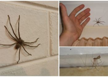 Pourquoi il ya beaucoup d'araignées dans ma maison ?