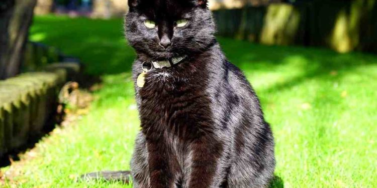 Comment faire pour faire fuir les chats de mon jardin ?