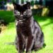 Comment faire pour faire fuir les chats de mon jardin ?