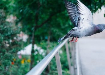 Comment éloigner les pigeons des mangeoires ?