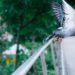 Comment éloigner les pigeons des mangeoires ?