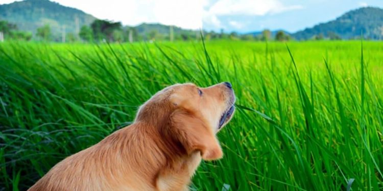 Pourquoi les chiens mangent de l'herbe ?