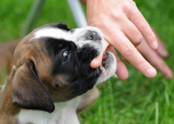 Comment arrêter de faire pleurer un chiot ?
