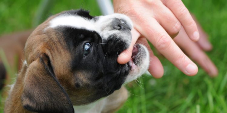 Comment arrêter de faire pleurer un chiot ?